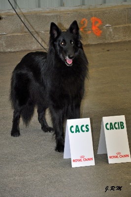 du pré de l'aubois - Spéciale d'élevage du CFCBB + CACIB  St Brieuc 2012