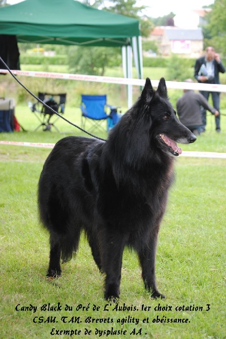 du pré de l'aubois - Championnat de France 2014 Candy Black du Pré de L'Aubois