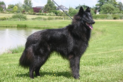 du pré de l'aubois - Spéciale d'élevage Dog Show 2009