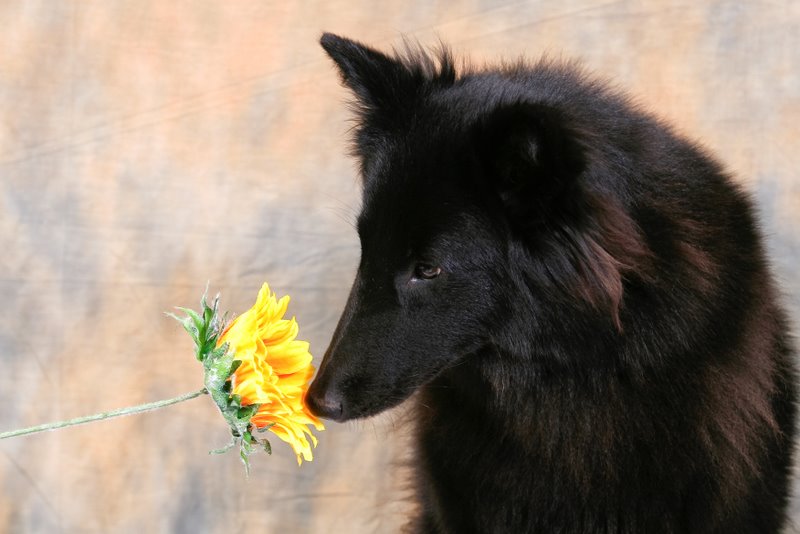 Diams du pré de l'aubois