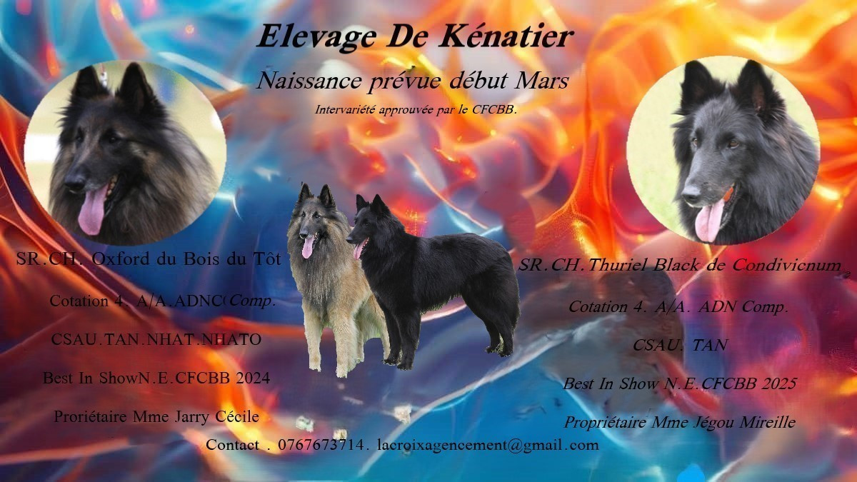 Chiots à venir début Mars 2026