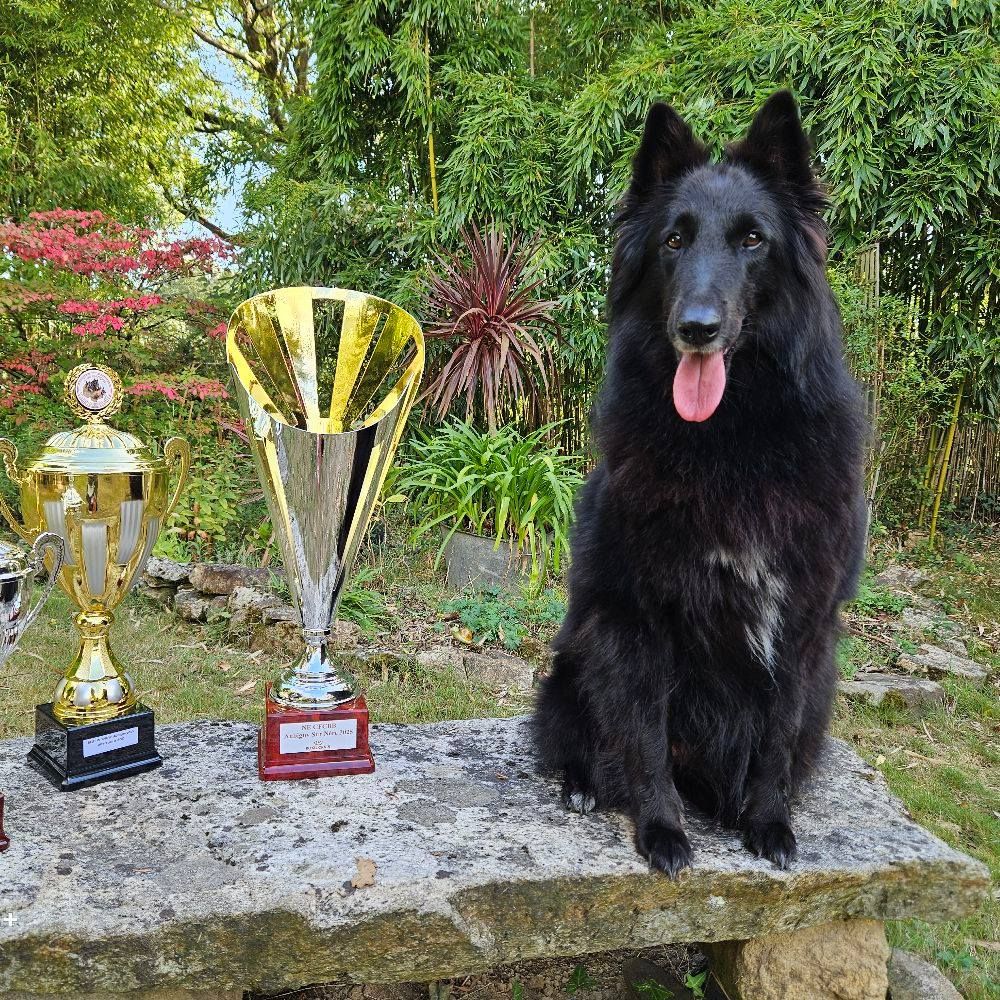  Meilleur sujet de la Nationale d'élevage du CFCBB 2025 